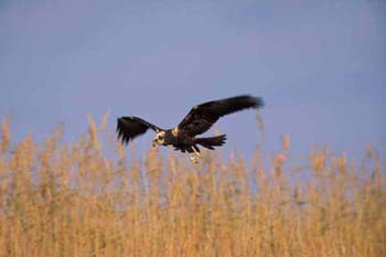 Falco di palude (foto uk151119 - A.Fratus-M.Santona)